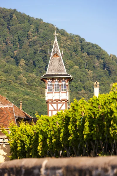 Şaraphane bağ, ribeauville, alsace, Fransa — Stok fotoğraf