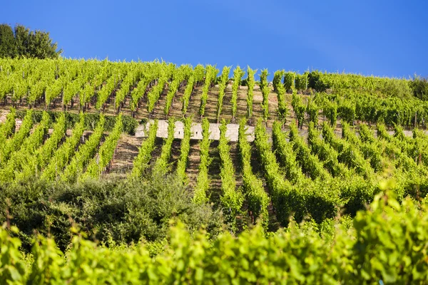 Viñedos cerca de Ribeauville, Alsacia, Francia — Foto de Stock