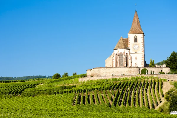 Chiesa con vigneto, Hunawihr, Alsazia, Francia — Foto Stock