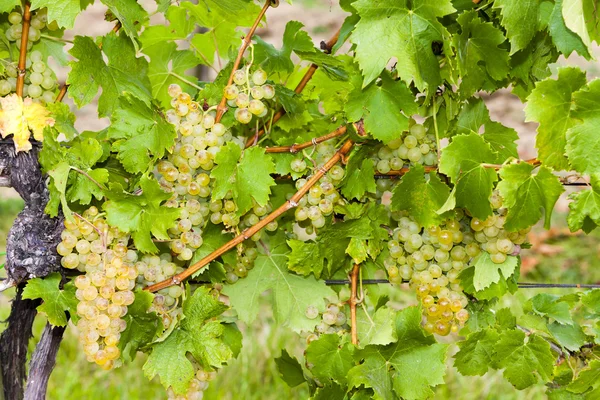 Bílé hrozny ve vinici, Jižní Morava, Česká republika — Stock fotografie