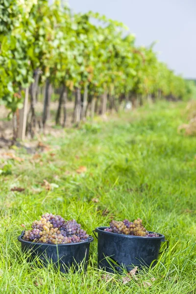 Cosecha de vino, sur de Moravia, República Checa — Foto de Stock