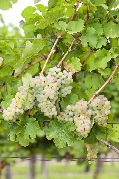 Weiße Trauben im Weinberg, Südmähren, Tschechische Republik — Stockfoto