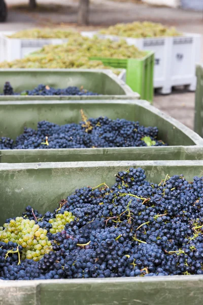 Урожай вина, Южная Моравия, Чехия — стоковое фото
