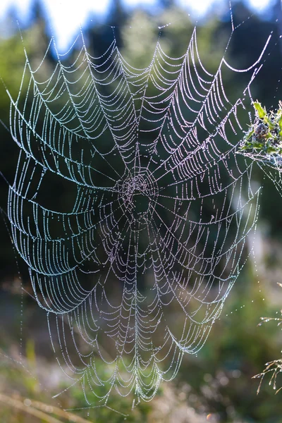 Spider web on meadow — Stock Photo, Image
