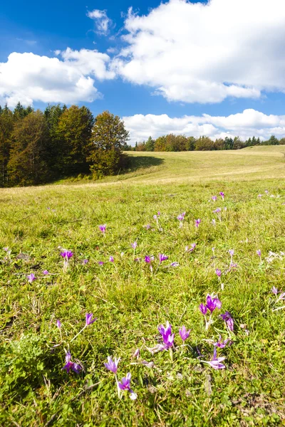 Meadow in blossom, Nizke Tatry (Low Tatras), Slovakia — Stock Photo, Image