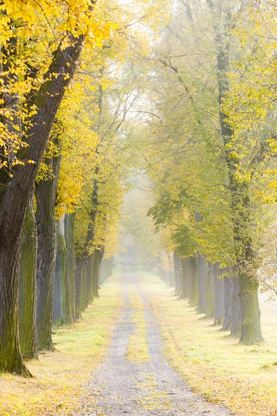 紅葉の路地 — ストック写真