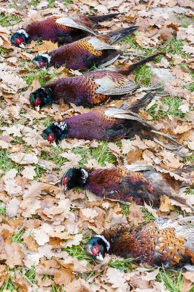 Uitsluit van gevangen fazanten — Stockfoto