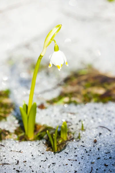 Spring snowflake — Stock Photo, Image