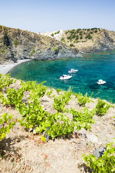 Vineyard on Cap de Peyrefite — Stock Photo, Image