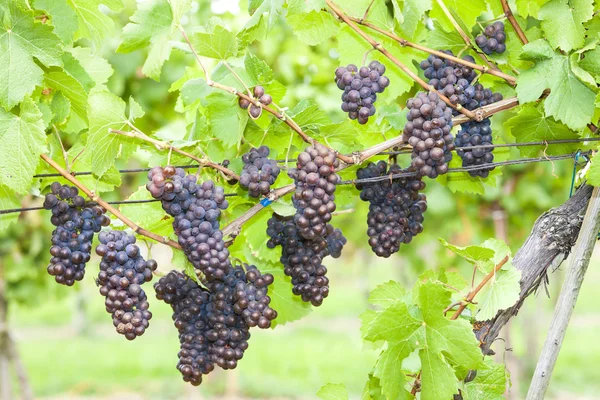 Grapes in vineyard (pinot gris), Southern Moravia, Czech Republi — Stock Photo, Image