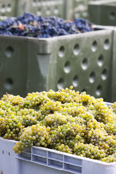 Cosecha de vino, sur de Moravia, República Checa —  Fotos de Stock