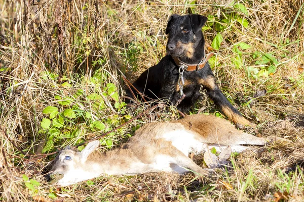 Perro de caza con una captura —  Fotos de Stock