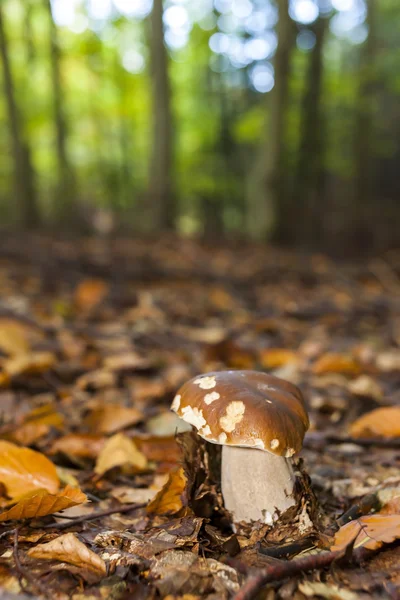 Fungo commestibile nella foresta — Foto Stock