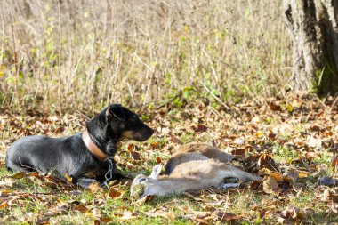 catch ile av köpeği