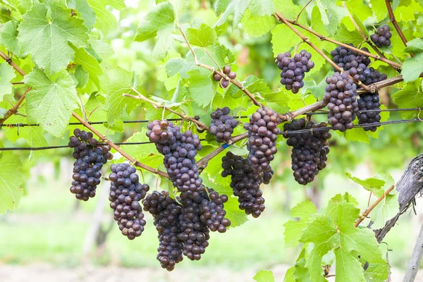 Trauben im Weinberg (Pinot gris), Südmähren, Tschechische Republik — Stockfoto