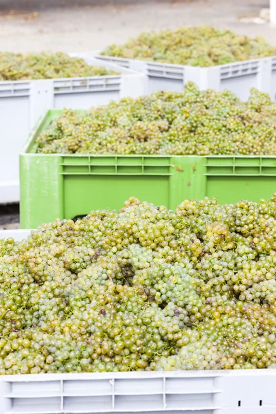 Colheita de vinho, Morávia do Sul, República Checa — Fotografia de Stock