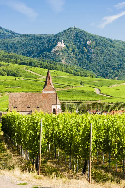 Üzüm bağı olan kilise, Hunawihr, Alsace, Fransa — Stok fotoğraf