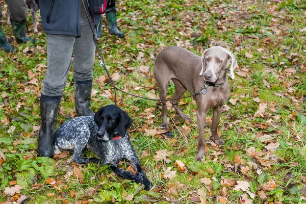 Hunting dogs with hunter — Stock Photo, Image