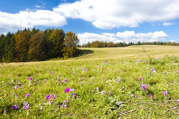 Prado em flor, Nizke Tatry (Low Tatras), Eslováquia — Fotografia de Stock