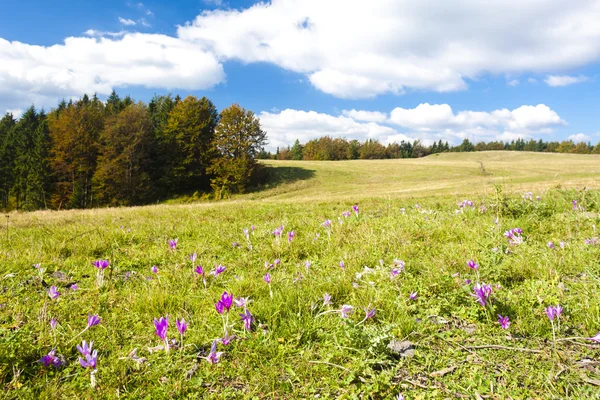 Pradera en flor, Nizke Tatry (Bajo Tatras), Eslovaquia —  Fotos de Stock