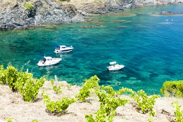 Vineyard on Cap de Peyrefite — Stock Photo, Image