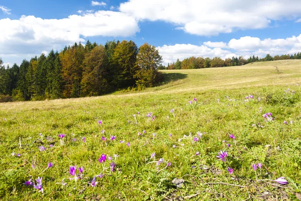 Prairie en fleurs, Nizke Tatry (Low Tatras), Slovaquie — Photo