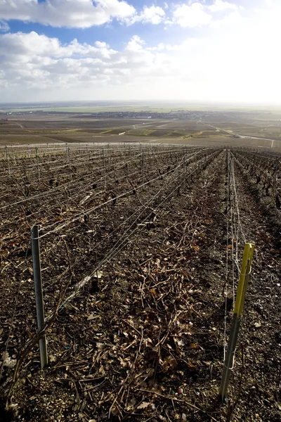 Vinhedos da Região de Champagne — Fotografia de Stock