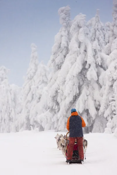 Sledge dogging, Sedivacek's long, Czech Republic — 图库照片