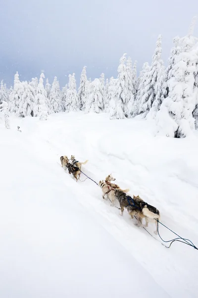 Sledge dogging, Sedivacek''s long, Czech Republic — Stock Photo, Image