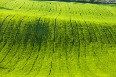 Spring field, Southern Moravia clipart