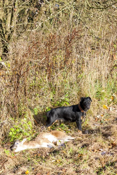 Perro de caza con una captura — Foto de Stock