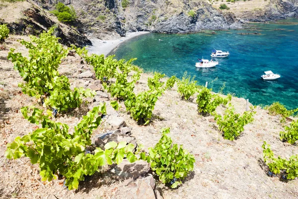 Vineyard on Cap de Peyrefite near Cerbere — Stock Photo, Image