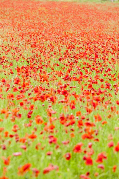 草地上的红色罂粟花 — 图库照片