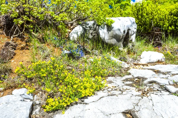 Jarní vegetace v Verdon, Provence — Stock fotografie