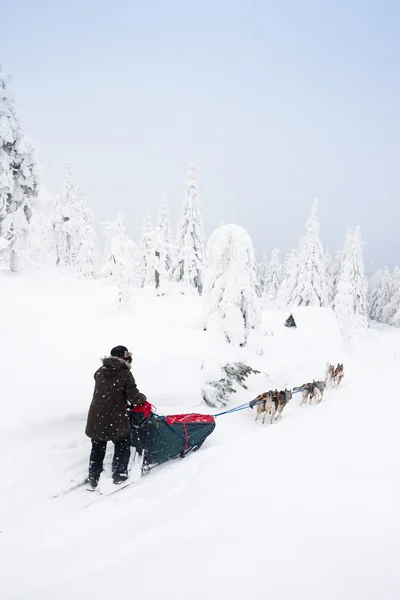 Sledge a 4 patas, Sedivacek es largo , — Foto de Stock