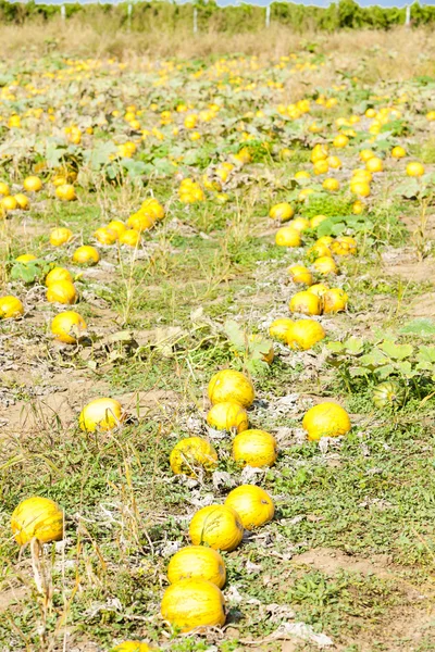 畑のカボチャだ — ストック写真