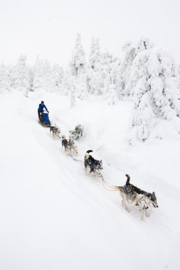 Sedivacek 'in uzun, Çek Cumhuriyeti kızak yarışı