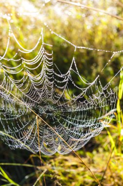 çayır üstünde örümcek ağı