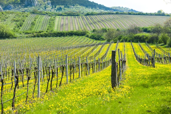 Lente wijngaarden, Zuid-Moravië — Stockfoto