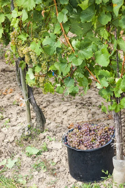 Wine harvest, Southern Moravia — Stock Photo, Image