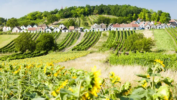 Vinné sklepy s vinicemi, Galgenberg — Stock fotografie