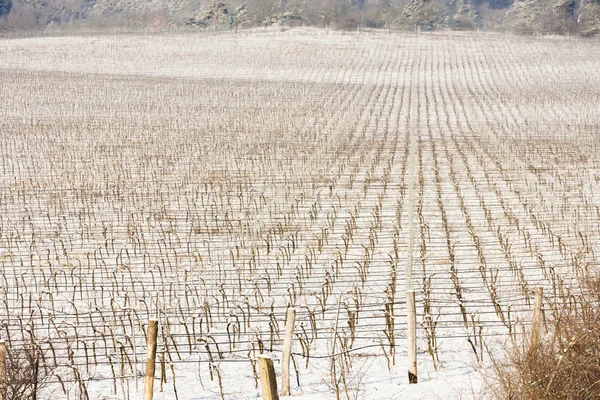 Vinha de Inverno, Morávia do Sul — Fotografia de Stock