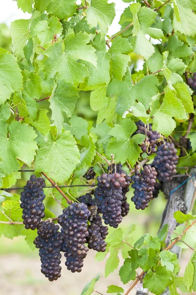 Grapes in vineyard (pinot gris), Southern Moravia — Stock Photo, Image