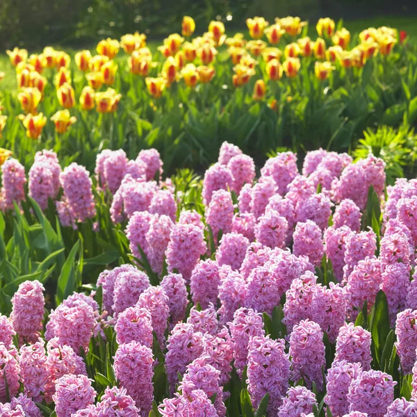 Keukenhof Gardens, Lisse, Netherlands — Stock Photo, Image