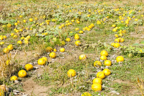 畑のカボチャだ — ストック写真