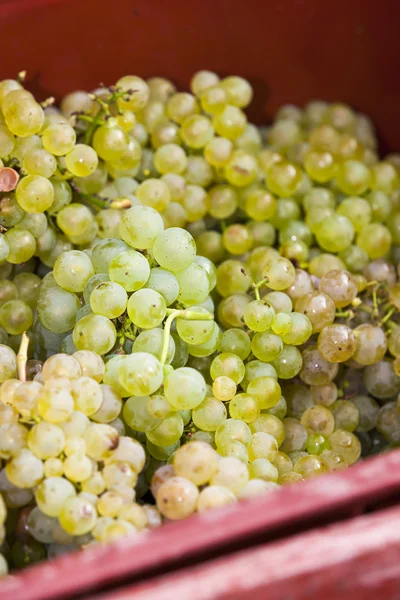 Wine harvest, Södra Mähren — Stockfoto