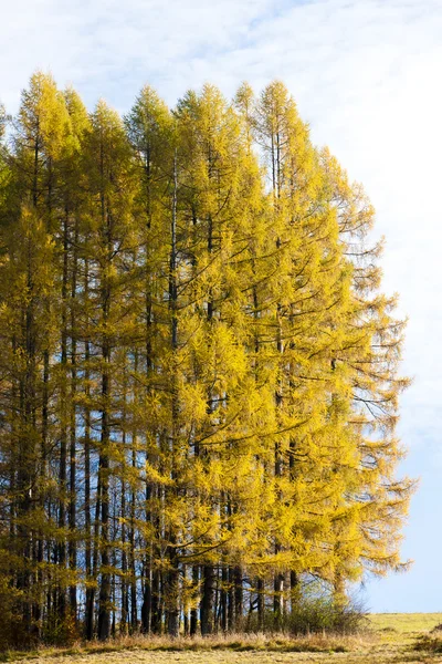 Foresta in autunno, Slovacchia — Foto Stock