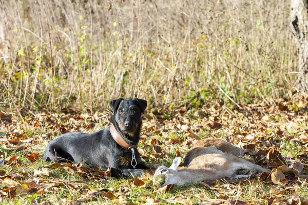 Perro de caza con una captura — Foto de Stock