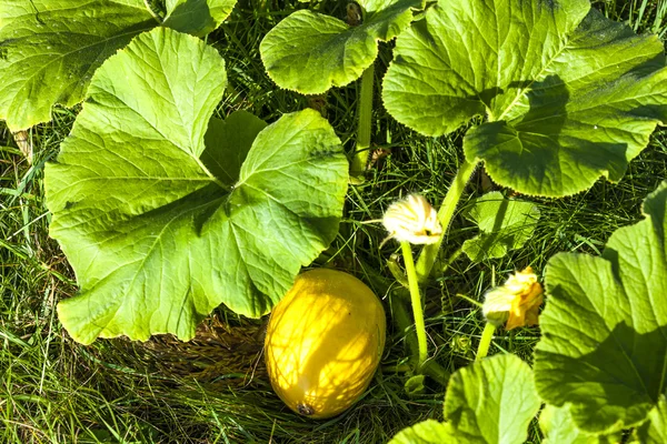 Calabaza — Foto de Stock