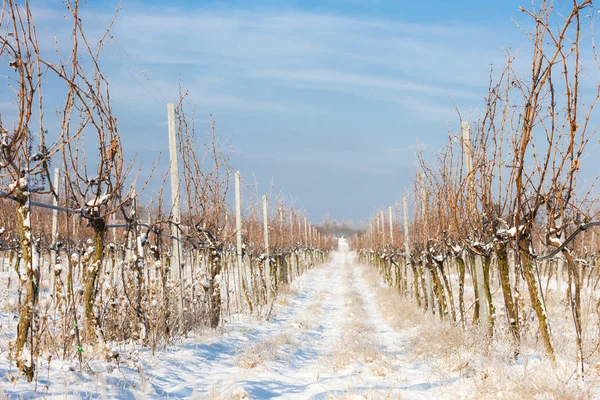 Vignoble d'hiver près de Hnanice, Moravie du Sud , — Photo